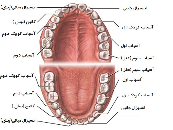 اسامی انواع دندان