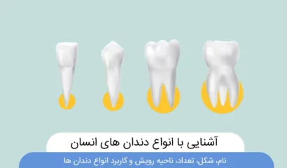 عکس انواع دندان