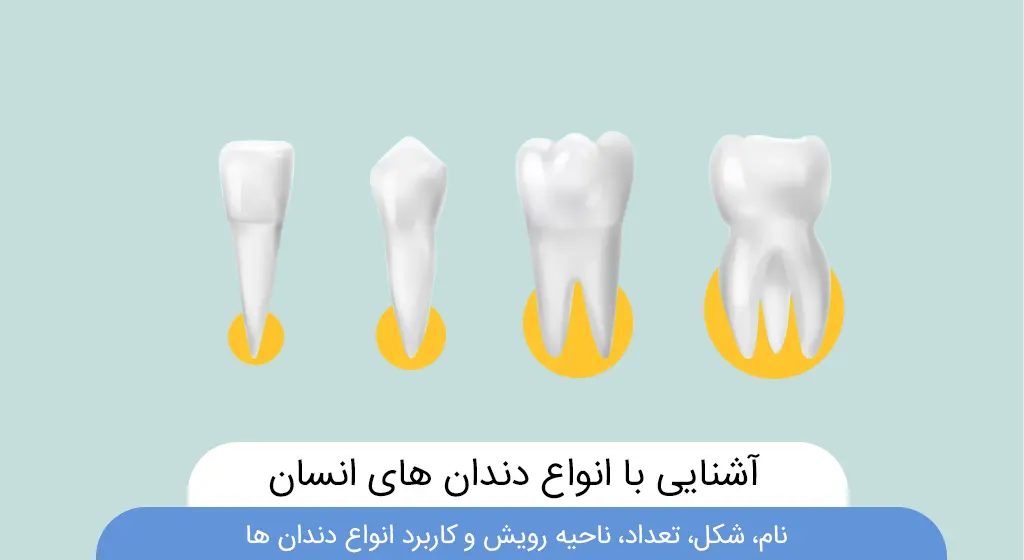 عکس انواع دندان