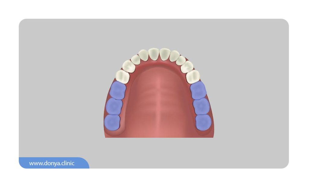 عکس موقعیت دندان های آسیاب بزرگ
