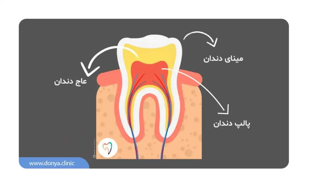 آناتومی بخش های مختلف دندان شامل تاج اصلی