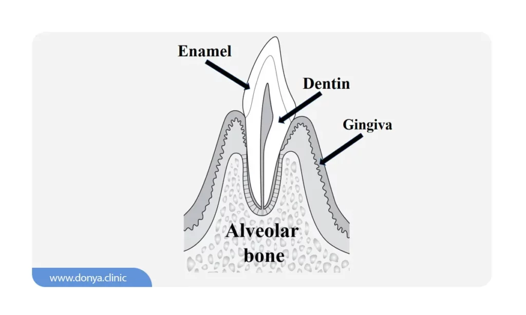 عکس استخوان نگهدارنده دندان